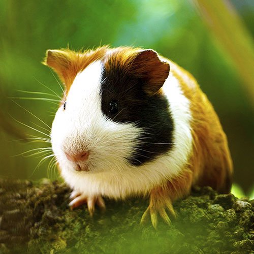 Cuy_veterinario exotico