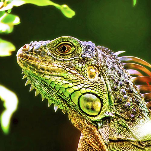iguana_veterinario exótico