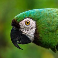 loro testimonio veterinario exotico