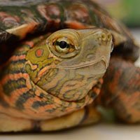 tortuga testimonio veterinario exotico